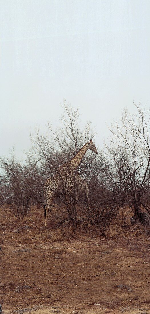 A giraffe behind a bush