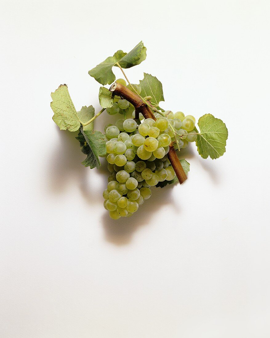 Chardonnay grapes and vine leaves