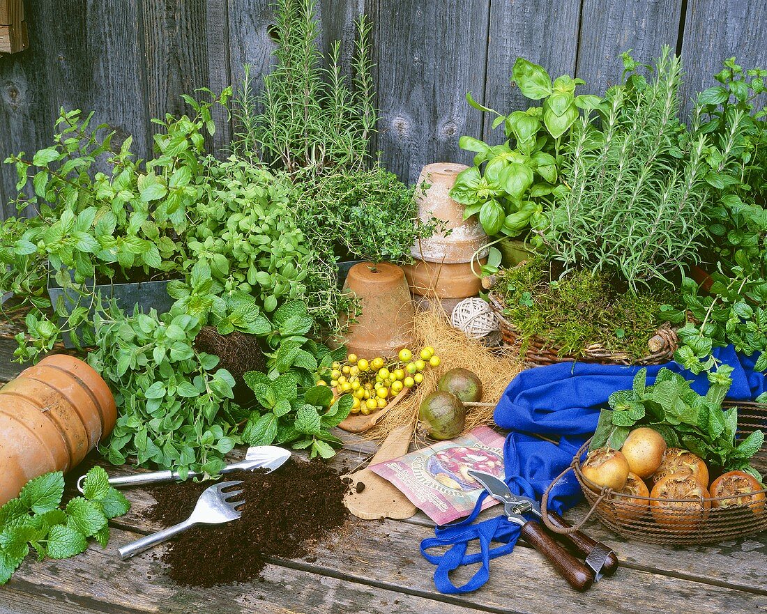 Repotting herbs