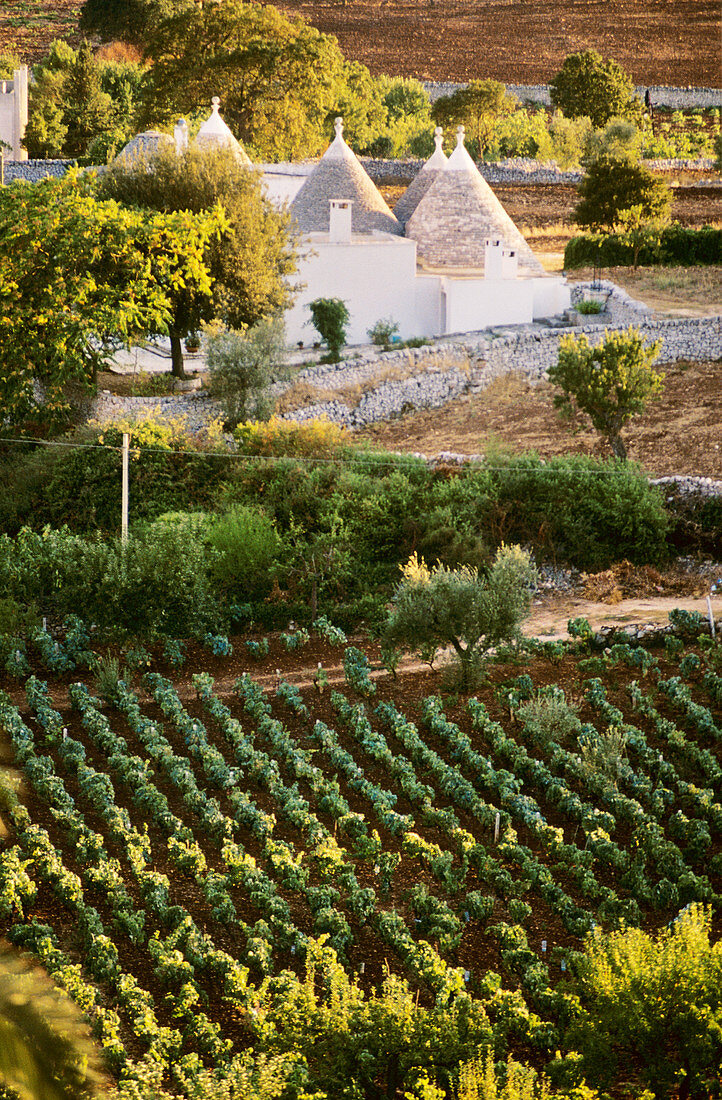 Vineyard and trulli in the Itria valley near Martina Franca, Apulia
