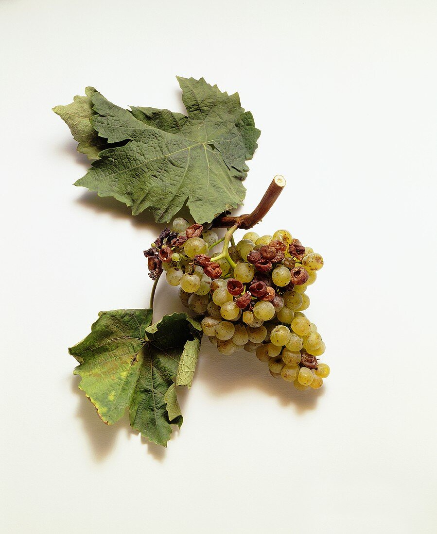 Kerner-Trauben mit Weinblättern