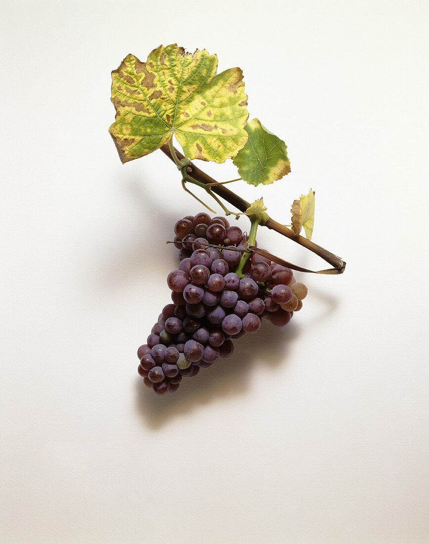 Traminer-Traube mit Weinblättern