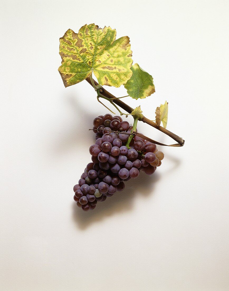 Traminer grapes and vine leaves