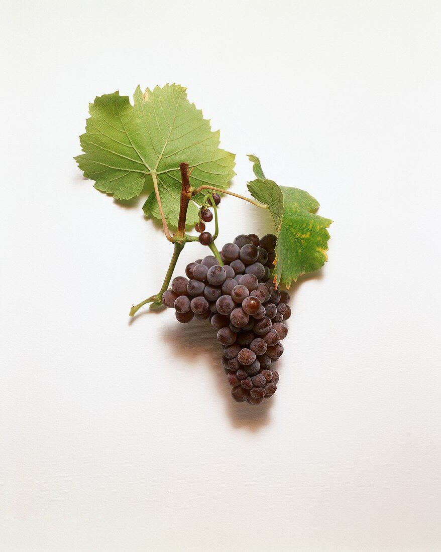Grauburgunder-Traube mit Weinblättern