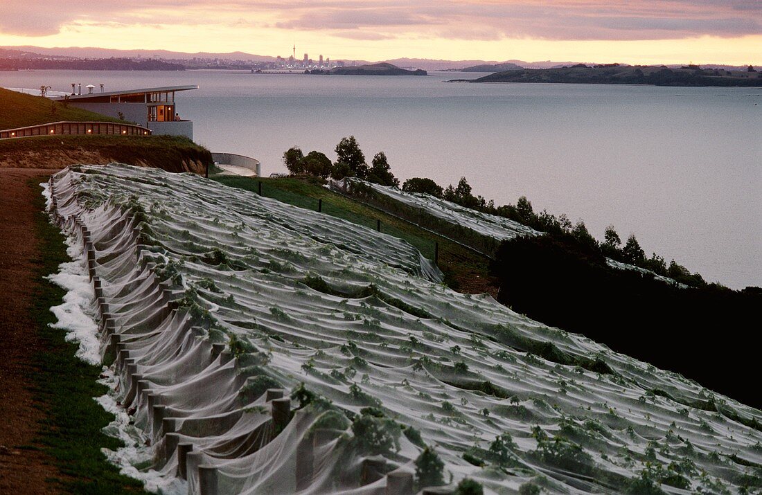 Vineyards covered with protective bird netting at the Whau Vineyard, Waiheke Island, New Zealand