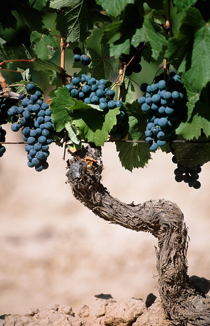 Old Malbec vine in Mendoza, Argentina