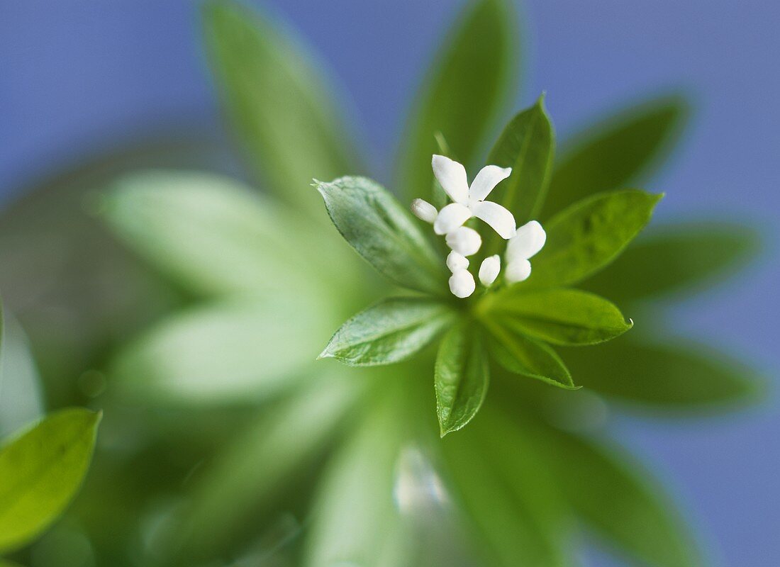 Waldmeister