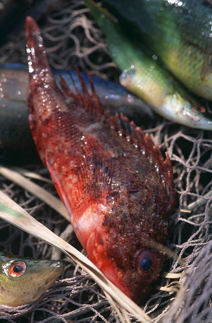 Frisch gefangene Fische im Fischernetz