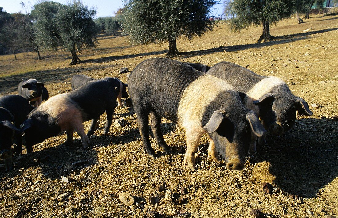 Schweine der Rasse Cinta Senese (Toskana, Italien)
