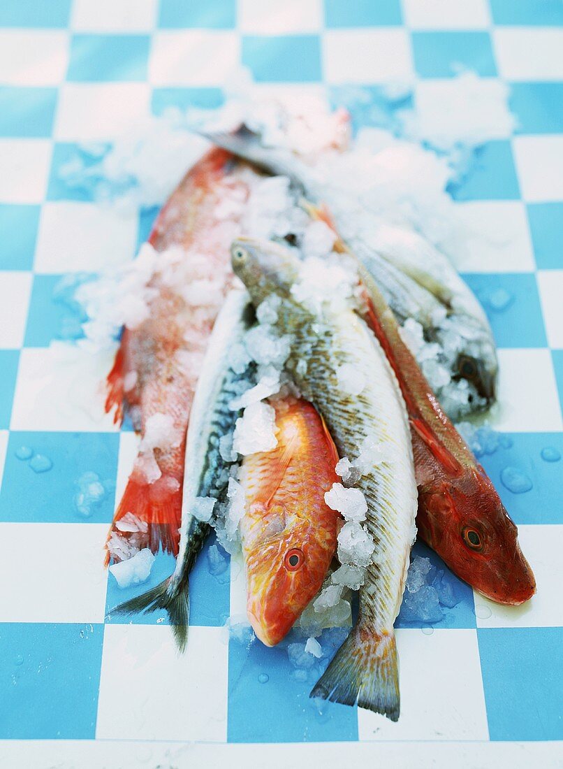 Various types of fish on ice