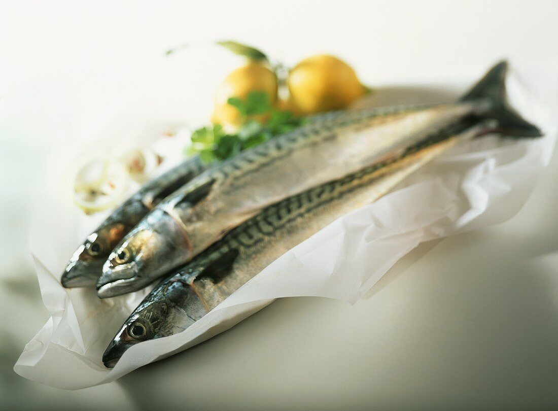 Fresh mackerel