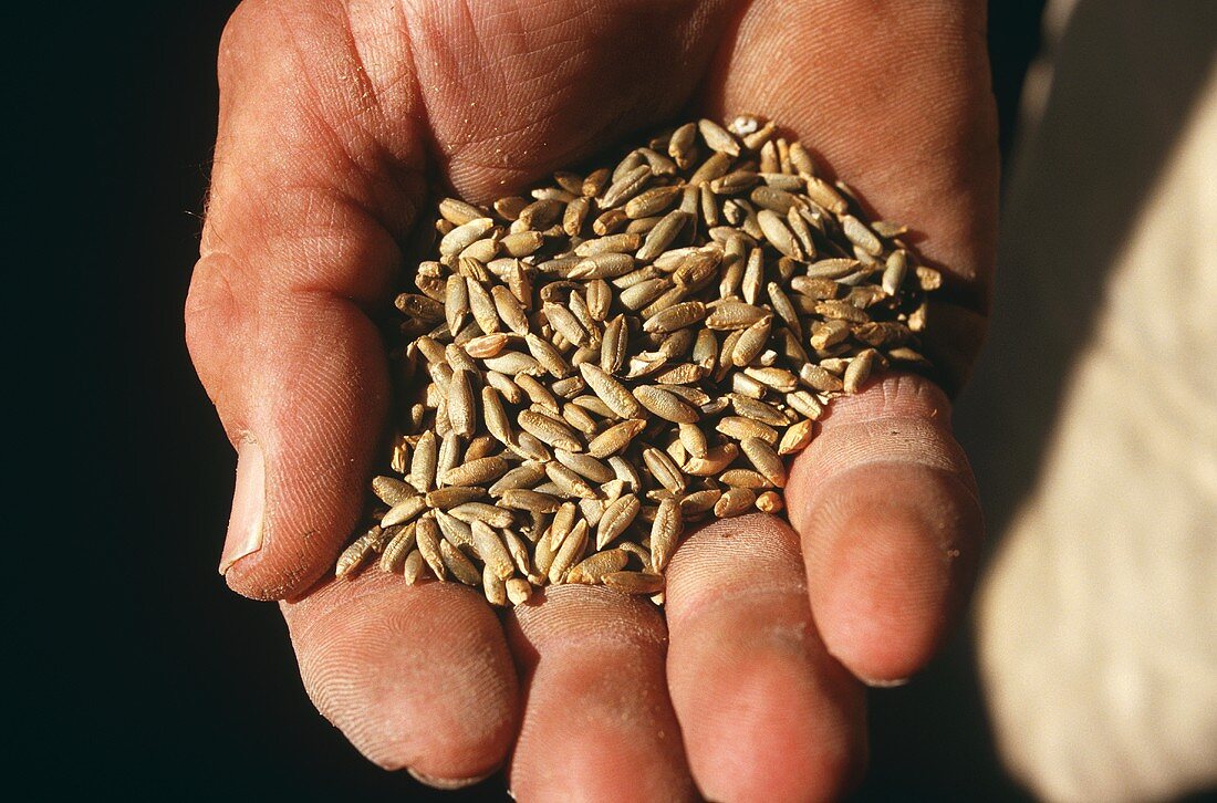 A hand holding spelt grains