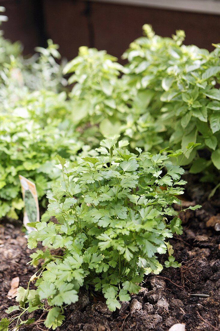 A bed of herbs with parsley and basil