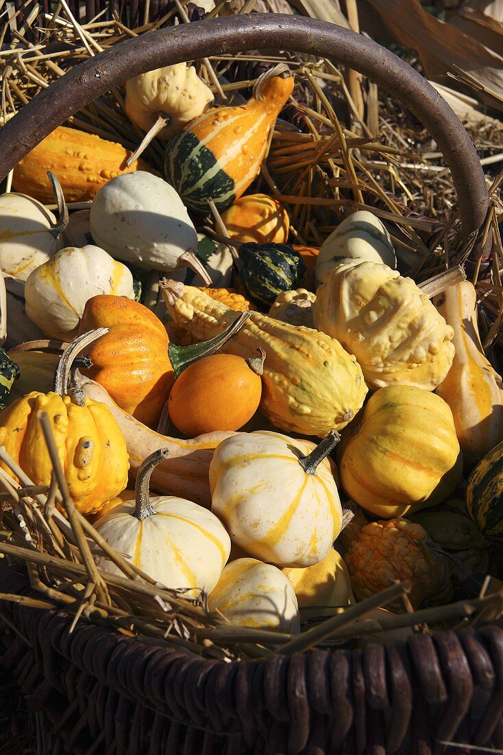 Various squashes in a wicker basket filled with straw
