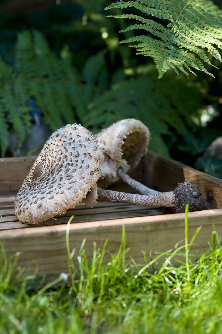 Two parasol mushrooms in a wooden box in the forest