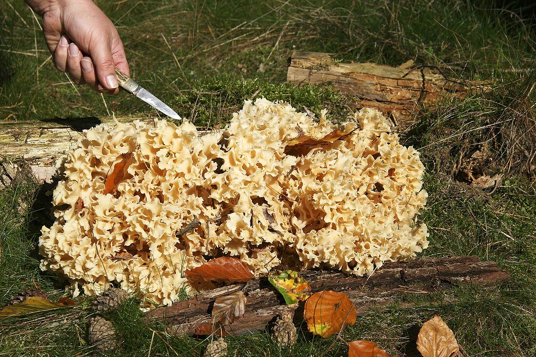 Krause Glucke zwischen Baumstämmen im Wald