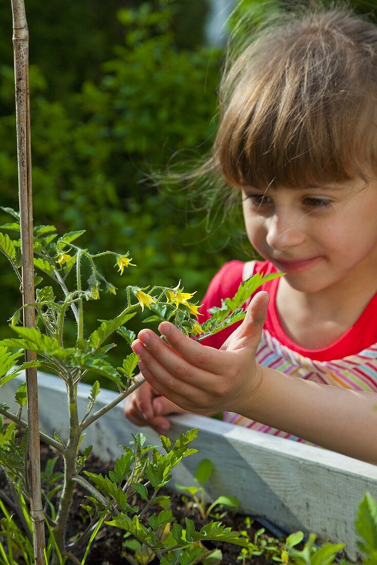 A little girl looking at a tomato plant in a raised bed