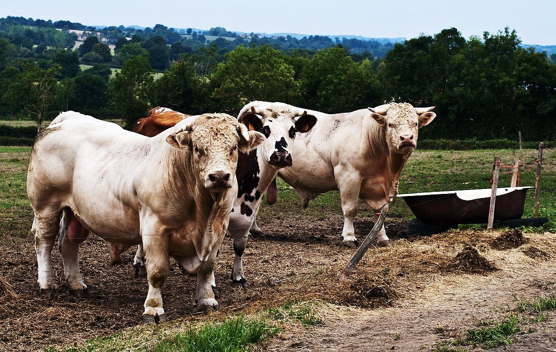 Charolais bulls in a field