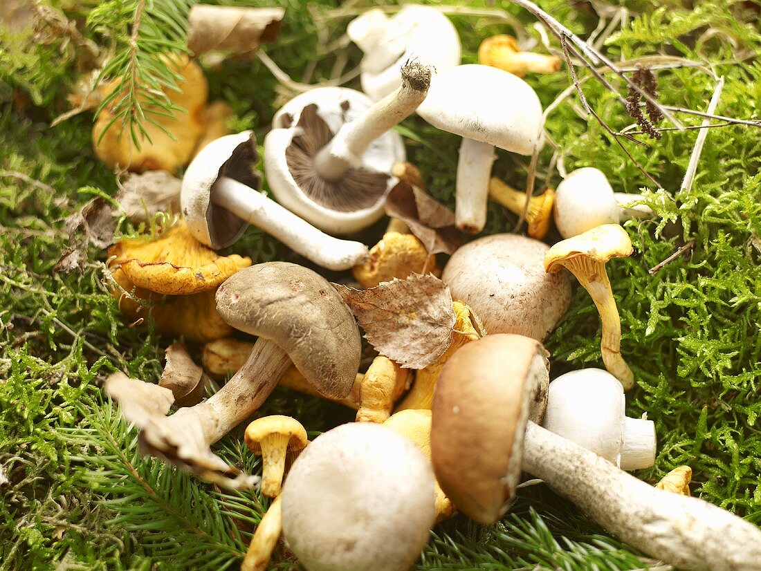 Boring brown bolete mushrooms, field mushrooms, chanterelle mushrooms and birch bolete mushrooms on moss