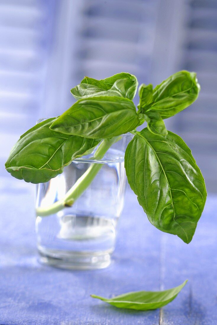 A sprig of basil in a glass of water