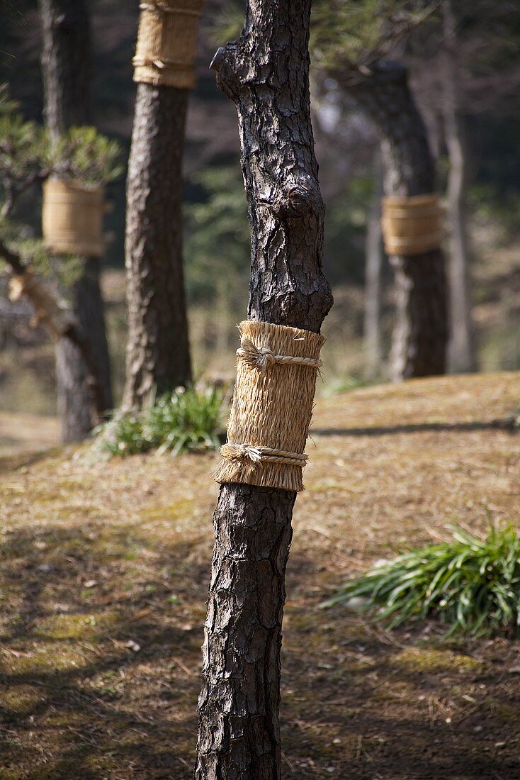 Pine trees with insect protection