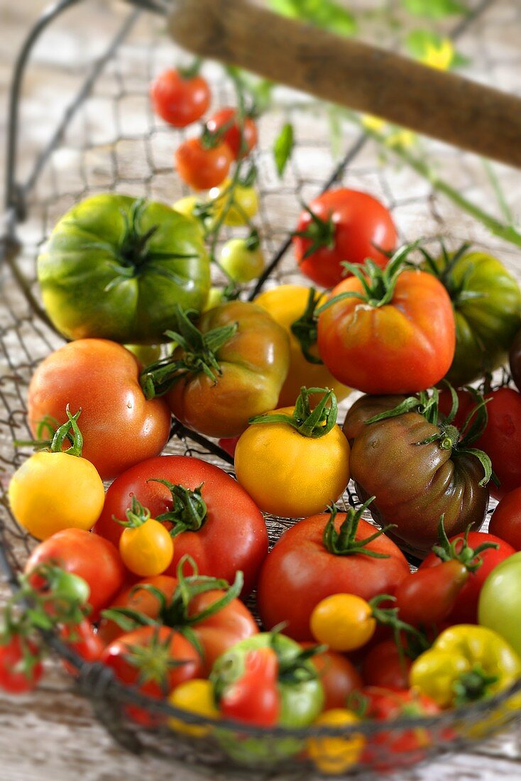 Various types of tomatoes in a wire basket