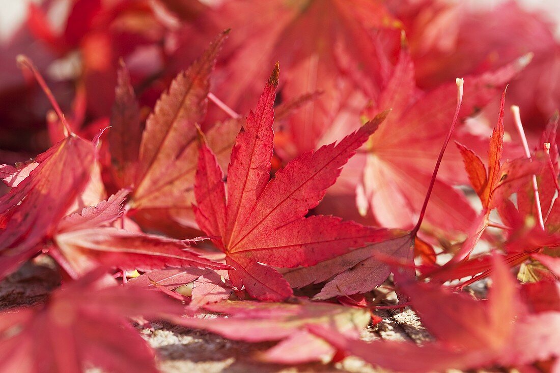 Red maple leaves