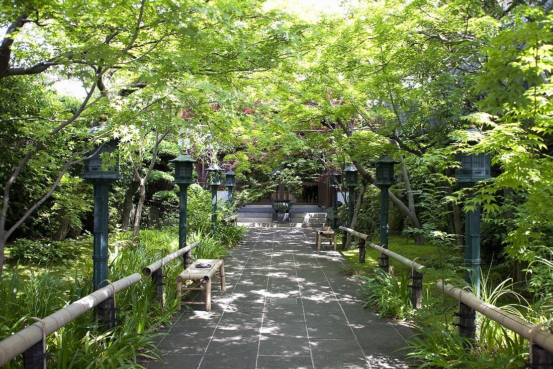 A maple-lined avenue with lanterns