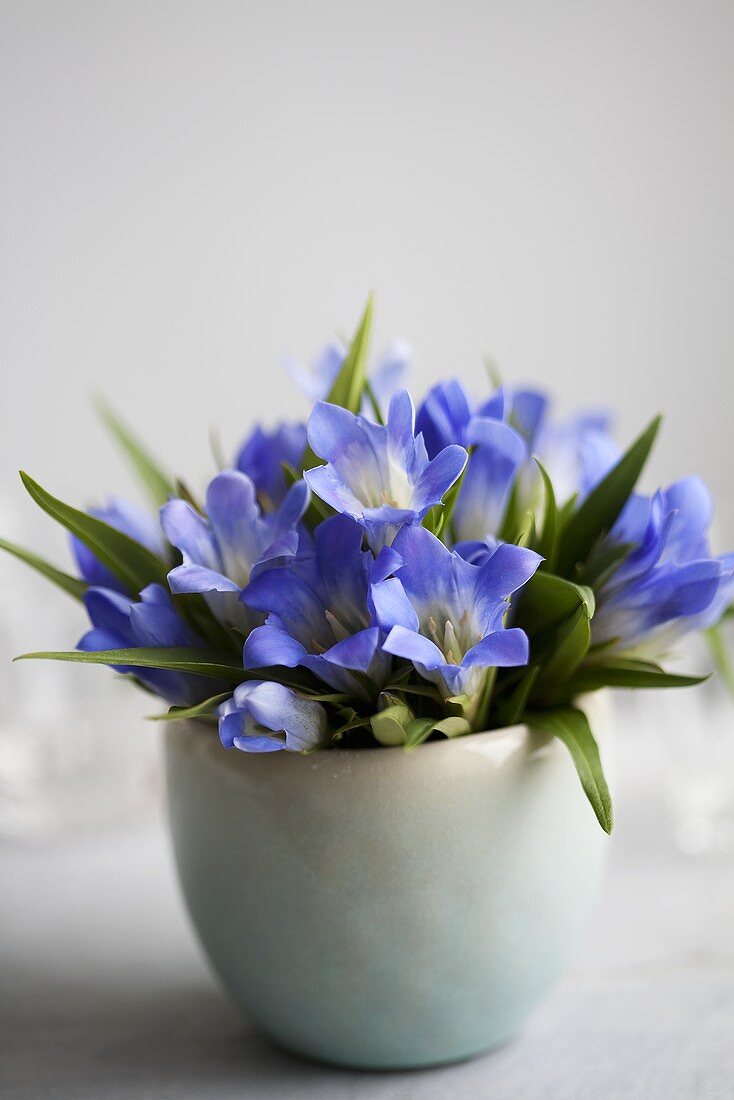 A bouquet of gentiana