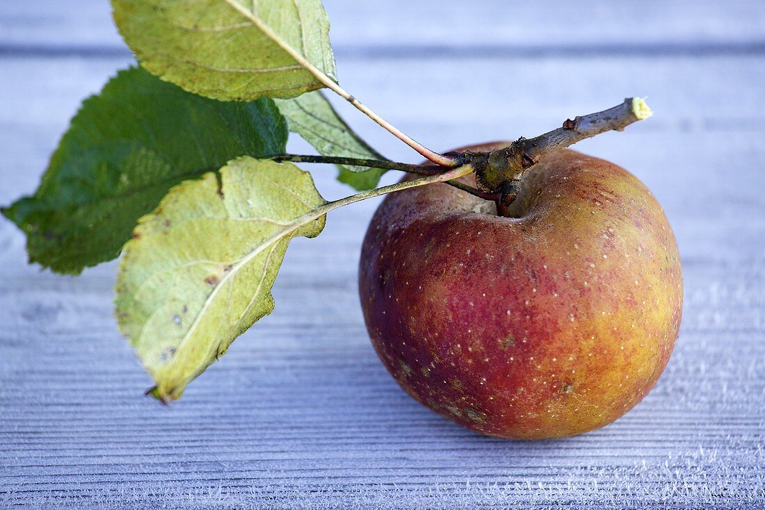 A Boskop apple with stalk and leaves