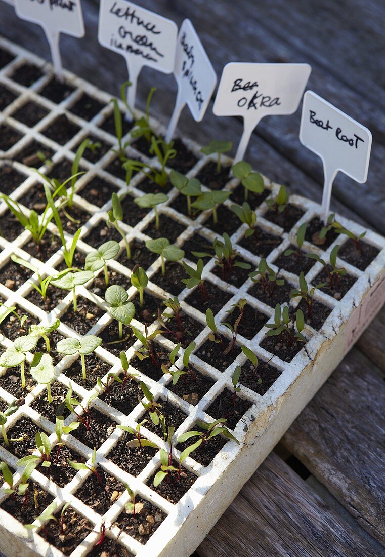 Vegetable and lettuce seedlings