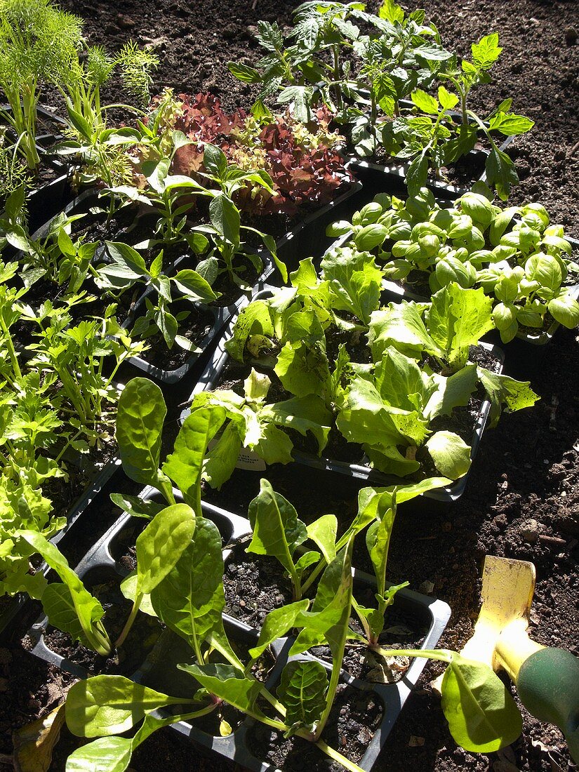 Lettuce seedlings and herbs in plastic pots