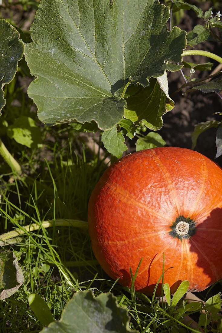 A pumpkin in a field