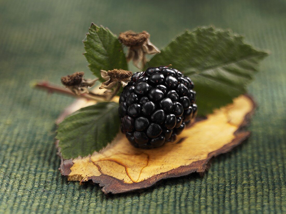 A blackberry with leaves on a piece of bark