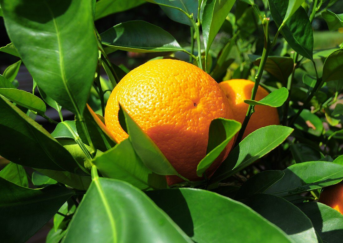 Orangen am Baum