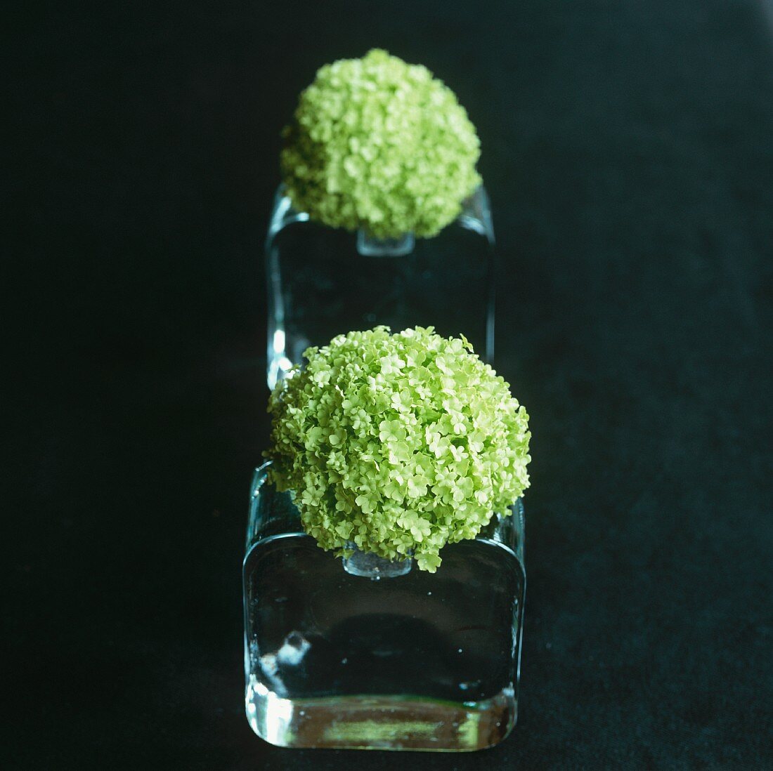 Green hortensia flowers in glass vases against a black background