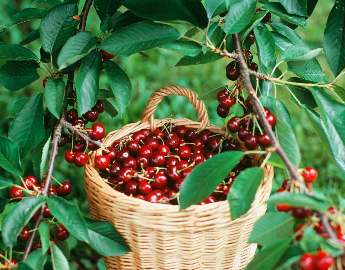 A basket of freshly picked cherries