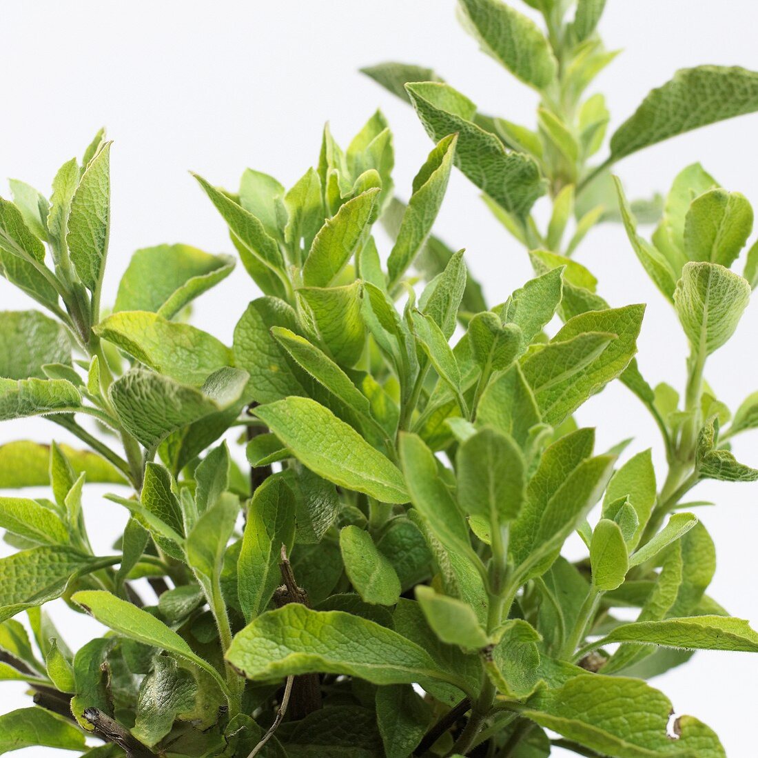 Sage (Salvia dolomitica)