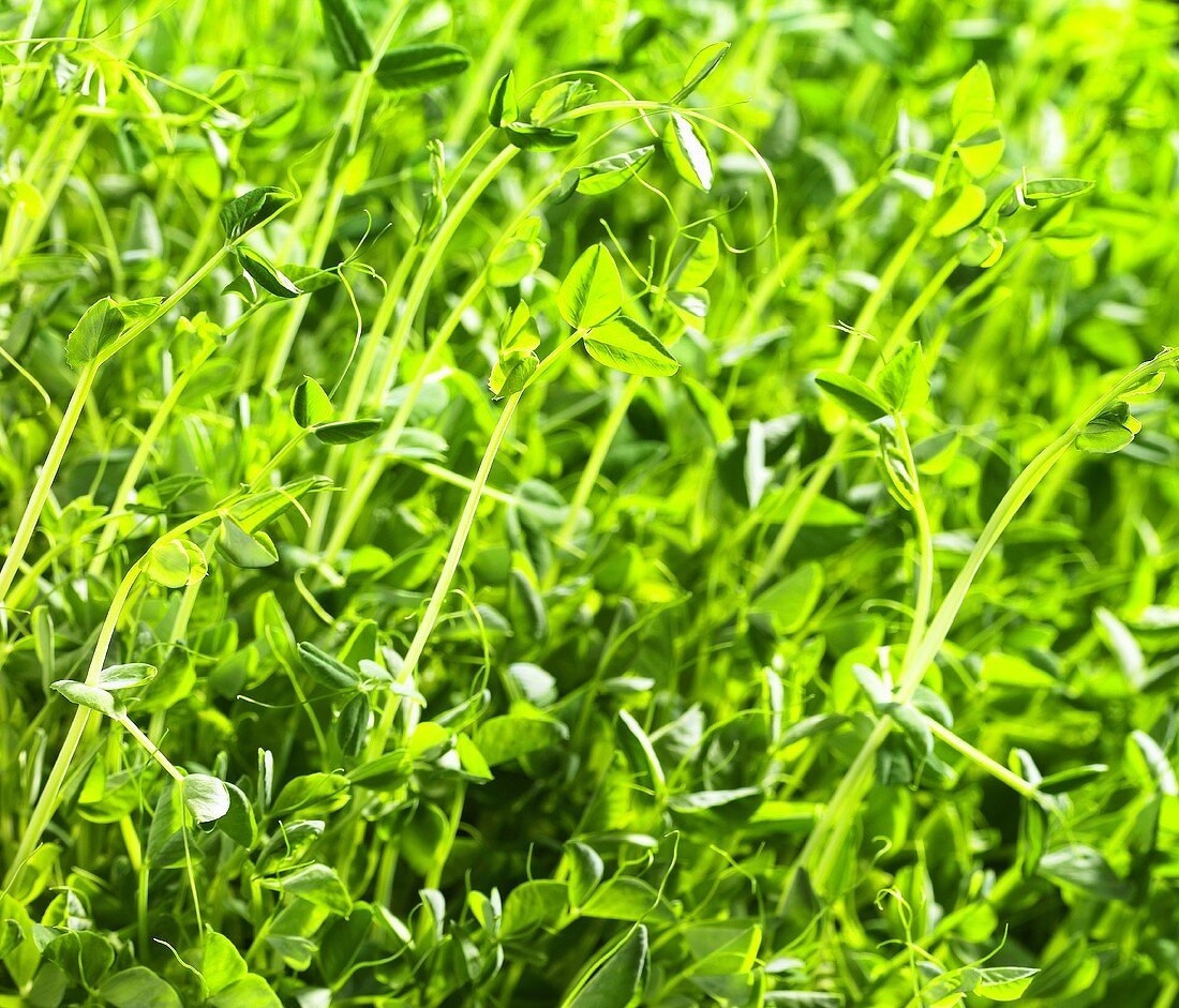 Pea plants (full-frame)