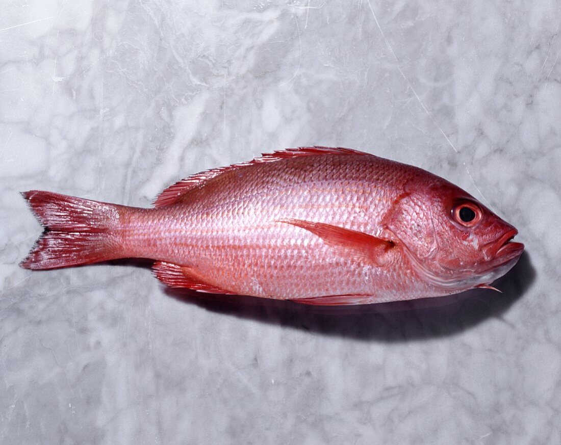 Whole Red Snapper