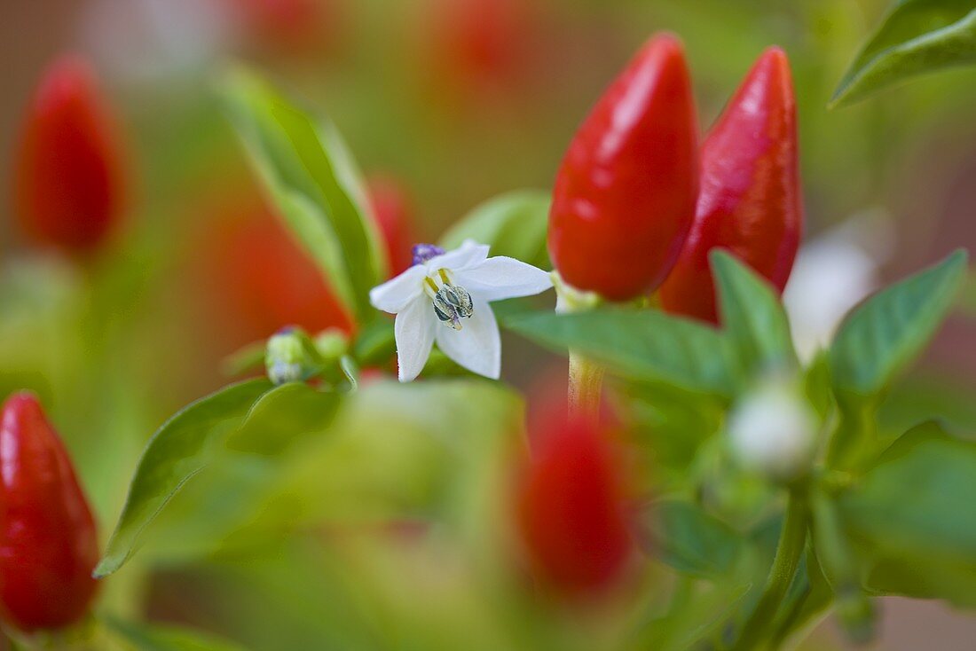 Piri-piri plant (close-up)
