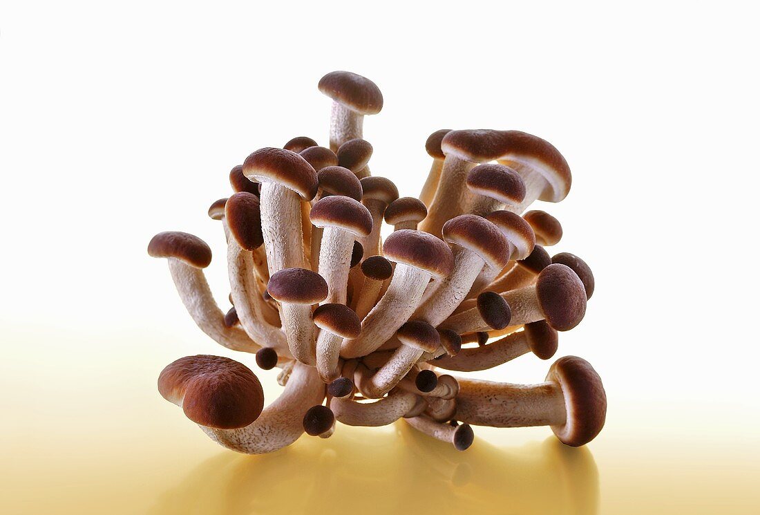 Pioppino mushrooms