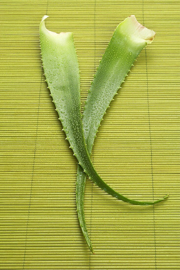 Aloe Vera Blätter
