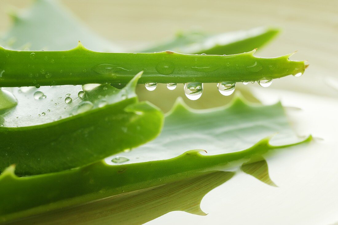 Aloe vera leaves with drops of water (detail)