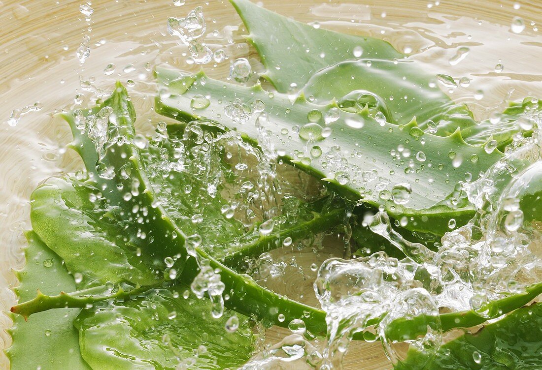Aloe vera leaves with water