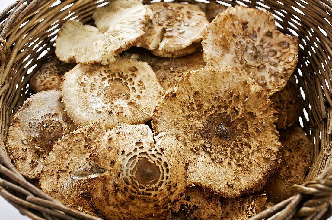 Parasol mushrooms in a basket (Macrolepiota procera)