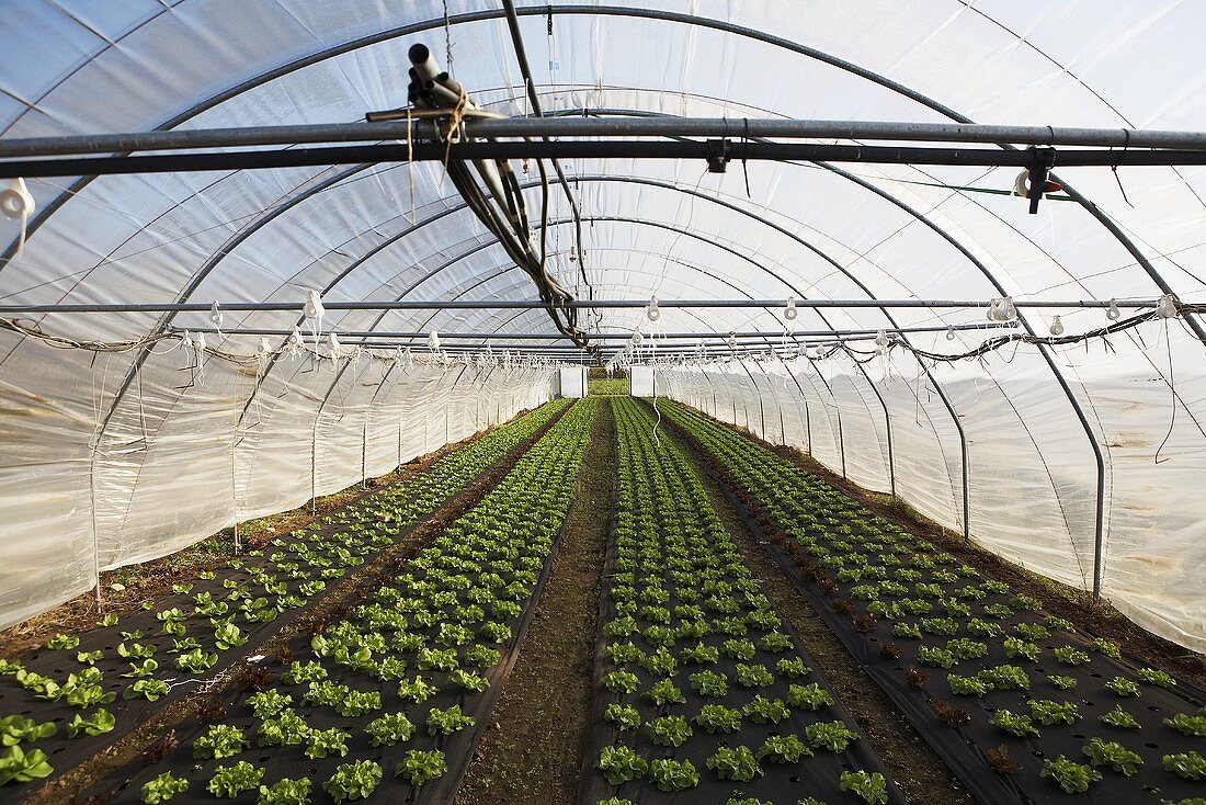 Lettuce plants in a polytunnel