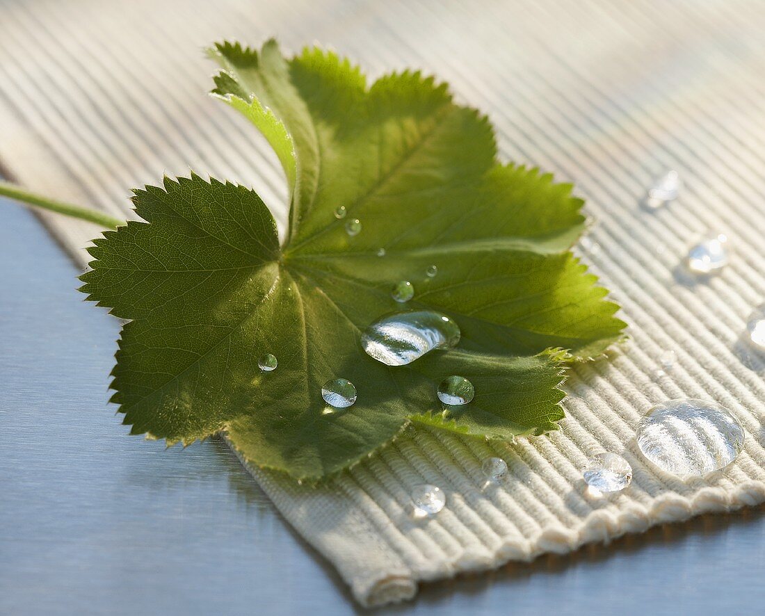 Wassertropfen auf Frauenmantelblatt und Tischset