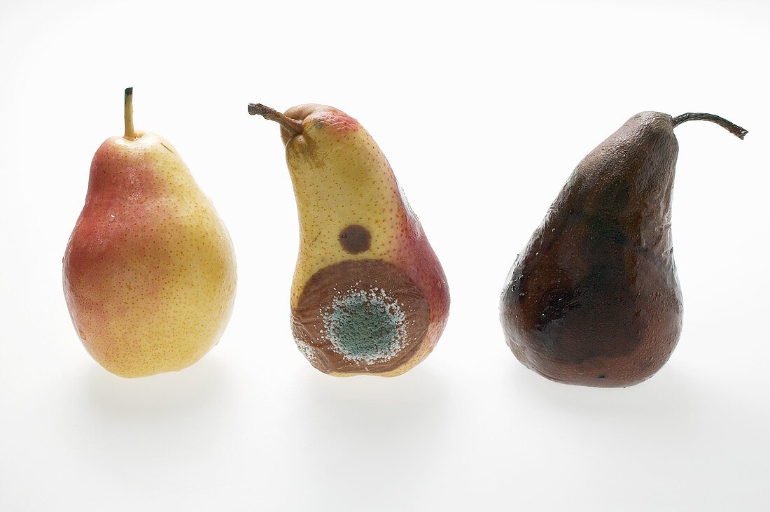 Three pears: fresh, mouldy and rotten