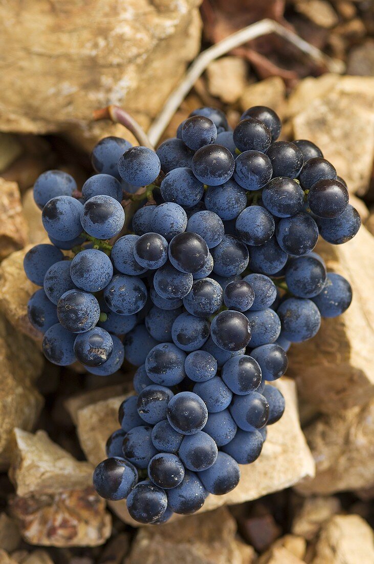 Merlot grapes on stony, red terroir